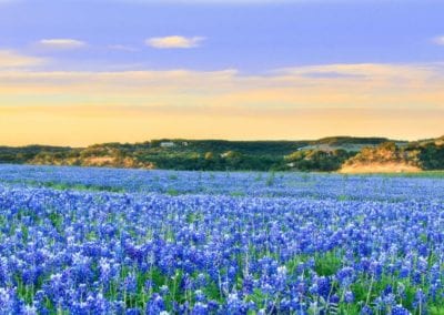 bluebonnets