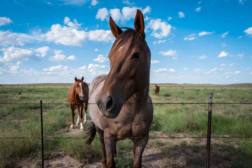 Trips with RVs in West Texas: What to Know